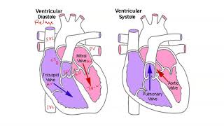 Heart Physiology  Diastole and Systole [upl. by Rolyat]