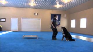 Obi Bernese Mountain Dog Advanced Obedience Training [upl. by Ille]