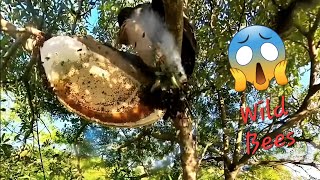 Pure Nature Wild Honey Tree Bee Yummy ASMR Honeycombs 75 [upl. by Danna833]