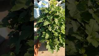 A bushy chrysanthemum in 12 inches grow bag  2nd update garden chrysanthemum winter trending [upl. by Hannibal262]