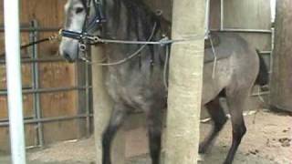 Dancing Andalusian  3 12 year old  Trainer  Gustavo Lopez guslopezcom [upl. by Ainosal]