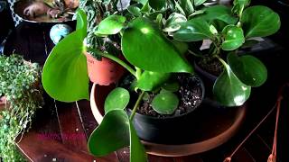 Peperomia Collection [upl. by Pompei886]