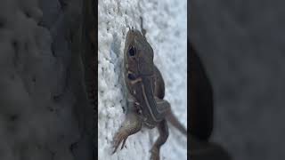 Whiptail Lizard  Reptiles nature beautifulnature reptiles [upl. by Layor695]