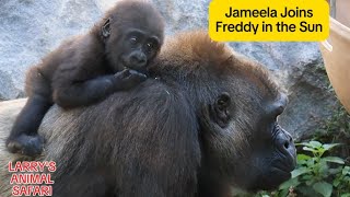 Baby Gorilla  Jameela Joins Freddy in the Sun at Cleveland Metroparks Zoo Jameela 37 [upl. by Anohs]