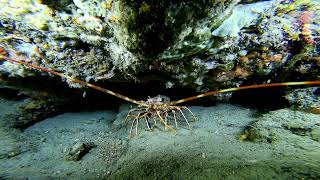 alpesmaritimes menton scubadiving ssi 4k lobster shrimp rebreather deepdive perfectdive [upl. by Buckley]