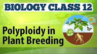 Polyploidy in Plant Breeding  Enhancement in Food Production  Biology Class 12 [upl. by Eenaffit]