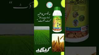 Solex cutout weedicide Weedicides in Punjab Weedicides in Pakistan Solex chemicals multan Weeds [upl. by Engedus]