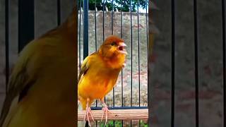 canary song canary canario canarias canaryislands canarysinging kenari kenarigacor birdsound [upl. by Fraze310]