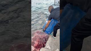 Stingray feeding time shortsfeed fishing fishfeeding fishing [upl. by Noonberg]