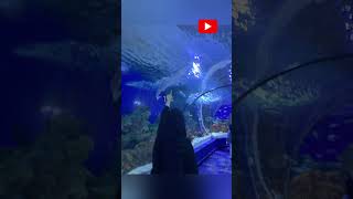 fakieh aquarium saudiarabia jeddah fakiehaquarium saudivlog viral aquarium touristplace [upl. by Beall916]