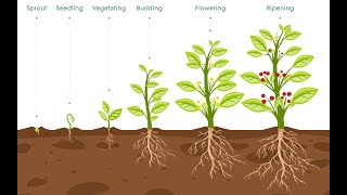 Unlocking Plant Secrets  The Power of Auxin in Growth and Development 5 Minutes [upl. by Newfeld]