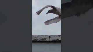 I made a seagull scream [upl. by Melloney]