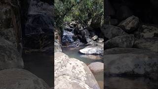 Durante o percurso da trilha avisto um biguá Nannopterum brasilianum tomando seu banho no rio [upl. by Amekahs]