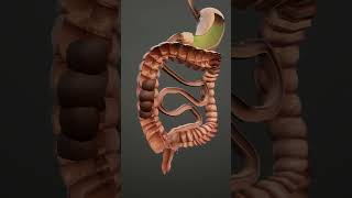 How food digested in our body  Life Processes biology 9th 10th viral viralshorts sciencefacts [upl. by Eerual]