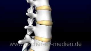 Die Wirbelsäule  kurz und bündig  Spinal Column [upl. by Eloisa]