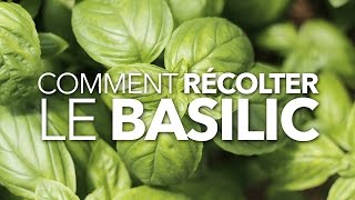 Comment récolter le basilic [upl. by Nylteak]