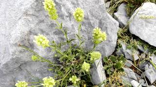 Sideritis hyssopifolia Mountain Tea [upl. by Erreit870]