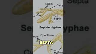 Difference between septate and aseptate hyphae coenocytic hyphae ytshorts hyphae mycelium [upl. by Repsag]