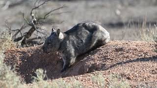 Lasiorhinus latifrons  Southern Hairynosed Wombat  20240527  Brookfield Conservation Park SA [upl. by Good132]