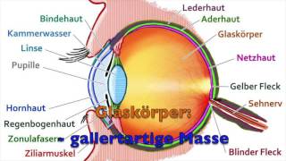 Das Auge  Aufbau und Funktion  Anatomie Vorlesung [upl. by Adnil]