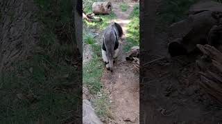 Giant Anteater [upl. by Baese]