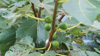 Fruits growing around Maastricht Netherlands [upl. by Atiuqram]