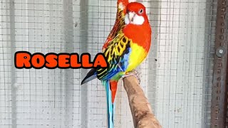 Rosella bird care complete Information Rosella parrot [upl. by Crespi]