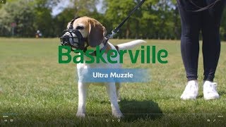 New Baskerville Ultra Muzzle How to Use and Fit [upl. by Hennessey733]