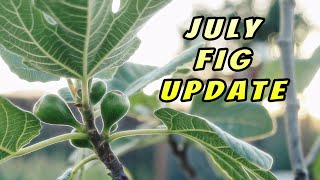 July FIg Update [upl. by Amethyst]