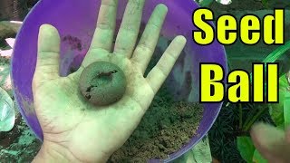 How to Make Seed Ball [upl. by Nirtiac747]