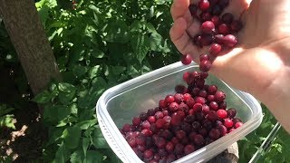 Foraging for Juneberries  BlackberryPicking by Seamus Heaney [upl. by Jermain227]