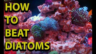 How To Get Rid Of Diatoms In A Salt Water Reef Tank [upl. by Ettezus]