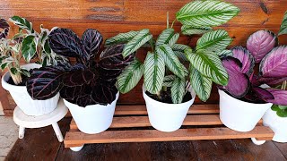 Maranta Como cultivar adubar e fazer mudas [upl. by Huoh]