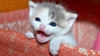 Kittens Meowing  A Cats Meowing Compilation  NEW HD [upl. by Collette]