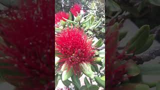 Pohutukawa New Zealand Christmas Tree Metrosideros excelsa [upl. by Akelahs]