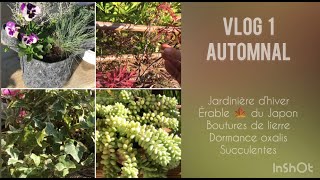 VLOG 1 Jardinière d’hiver Erable du Japon Lierre Succulentes [upl. by Lally]