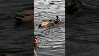 eend meerkoet duck scaring away coot birds amsterdam forest nederland netherlands duckhunt [upl. by Marcin48]