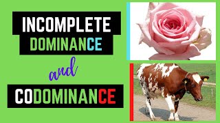 Incomplete Dominance and Codominance Non Mendelian Genetics [upl. by Eipper]