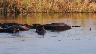 Namibia 2024 Divava Okavango Lodge Namushasha River Lodge [upl. by Aleedis]