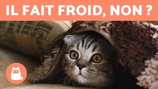 Comment savoir si mon CHAT a FROID 🐱❄️ 5 façons de le protéger [upl. by Nahsed]