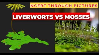 Plant kingdom  05  Liverworts vs Mosses  Class 11  NCERT  NEET  NCERT through pictures [upl. by Eyde723]