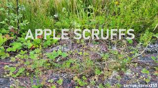 APPLE SCRUFFS  Full Album [upl. by Nahsad860]