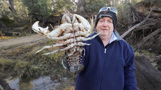 Catching MASSIVE crayfish with Tim [upl. by Lud]