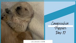 Day 12 in the Life of a Cavapoochon Puppy [upl. by Nina]