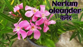 Nerium oleander कनेर Varieties amp Care All season permanent flower plant [upl. by Otrebide]