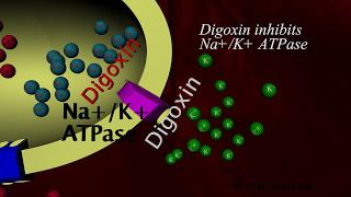 Digoxin Mechanism of action  animation [upl. by Etra]