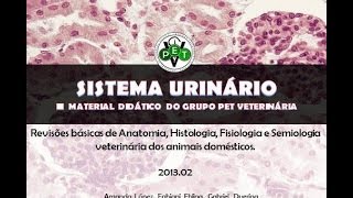 SISTEMA URINÁRIO [upl. by Nosirrah]