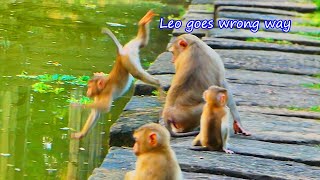 Hilarious monkey Leo falls into water after playing too much with Sovany lol [upl. by Edaj304]