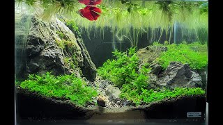 My New Aquarium Setup  BETTA fish Edy [upl. by Groos705]