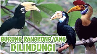 Burung Rangkong Langkawajib di Lindungi [upl. by Hilary]